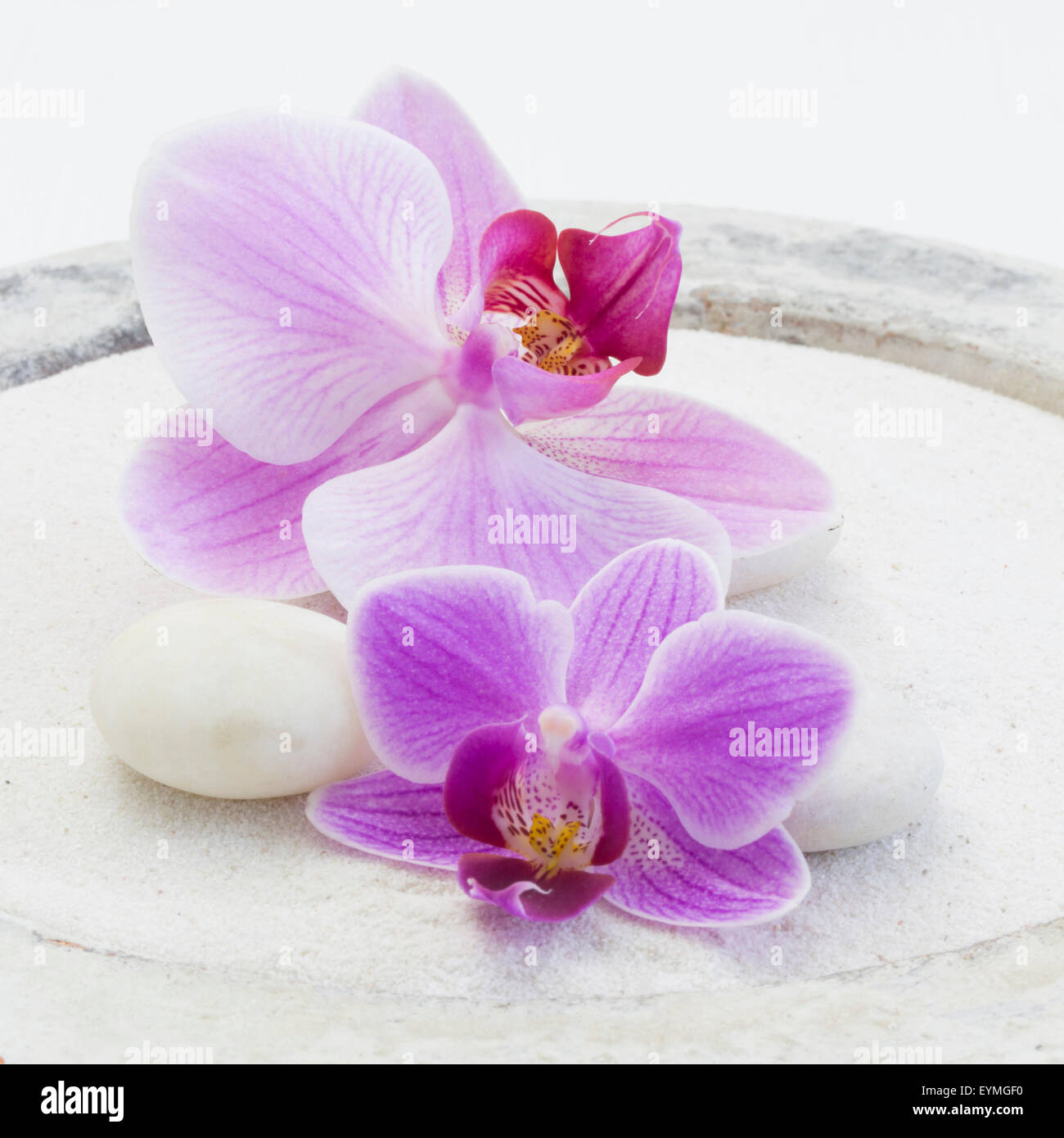 Orchidee Blüten auf weißem sand Stockfoto