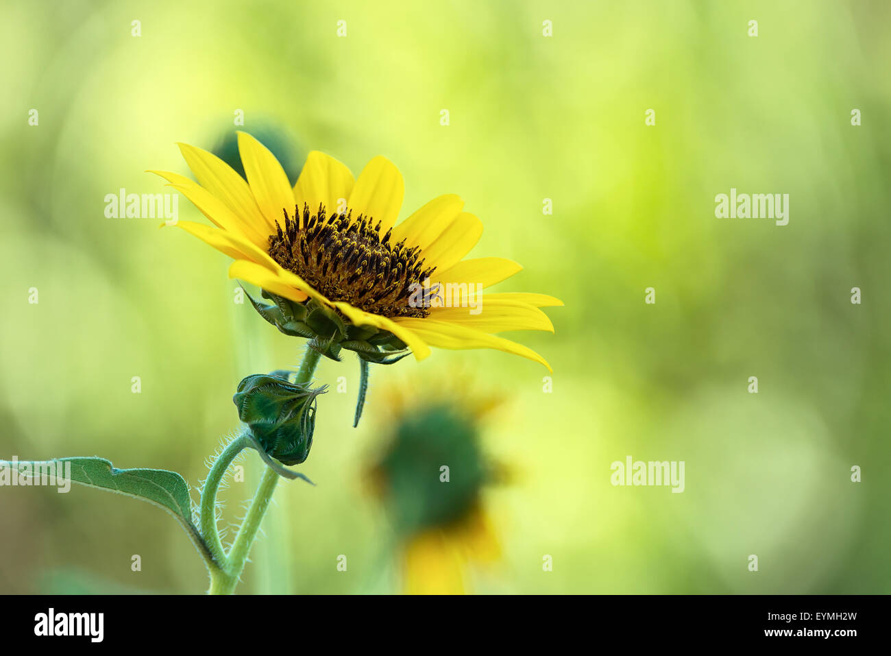 Wilde Sonnenblumen blühen vor natürlichen grünen Hintergrund Stockfoto
