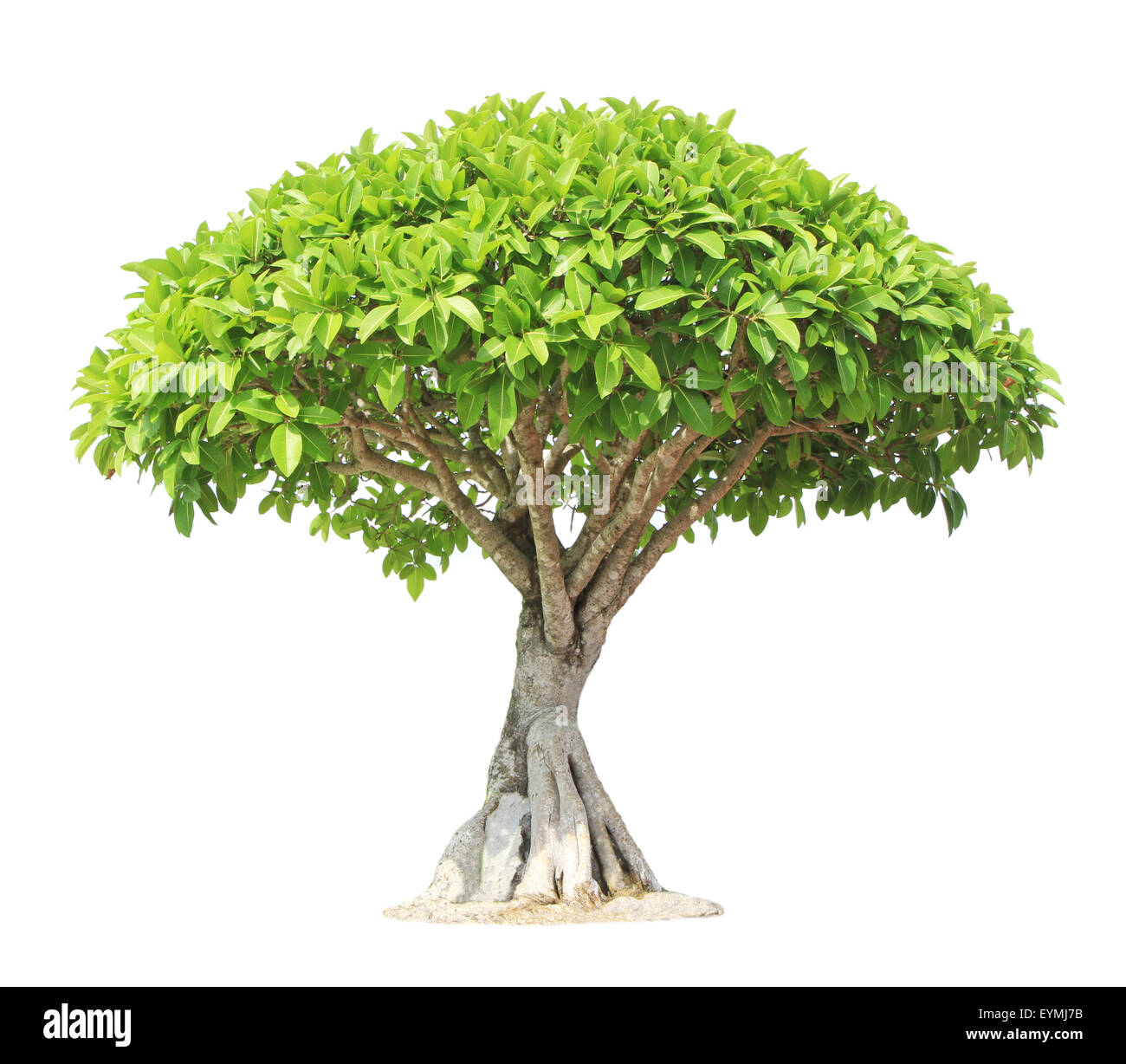 Banyan oder Ficus Bonsai-Baum, die isoliert auf weißem Hintergrund Stockfoto