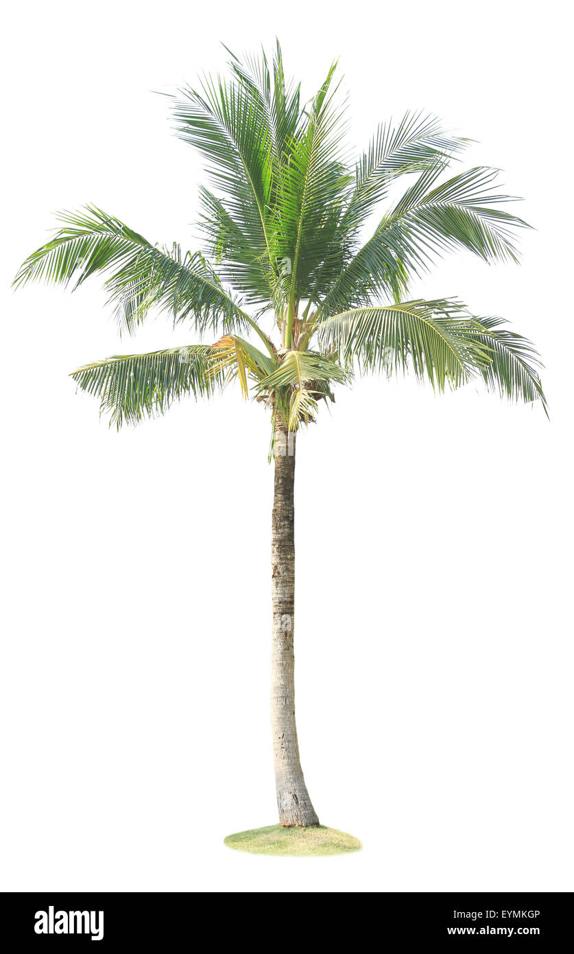 Kokospalme isoliert auf weißem Hintergrund Stockfoto
