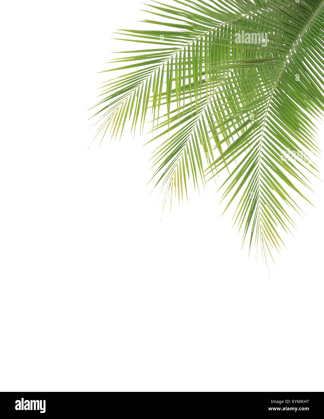 Grüne Kokosnuss Flügelrahmen isoliert auf weißem Hintergrund Stockfoto