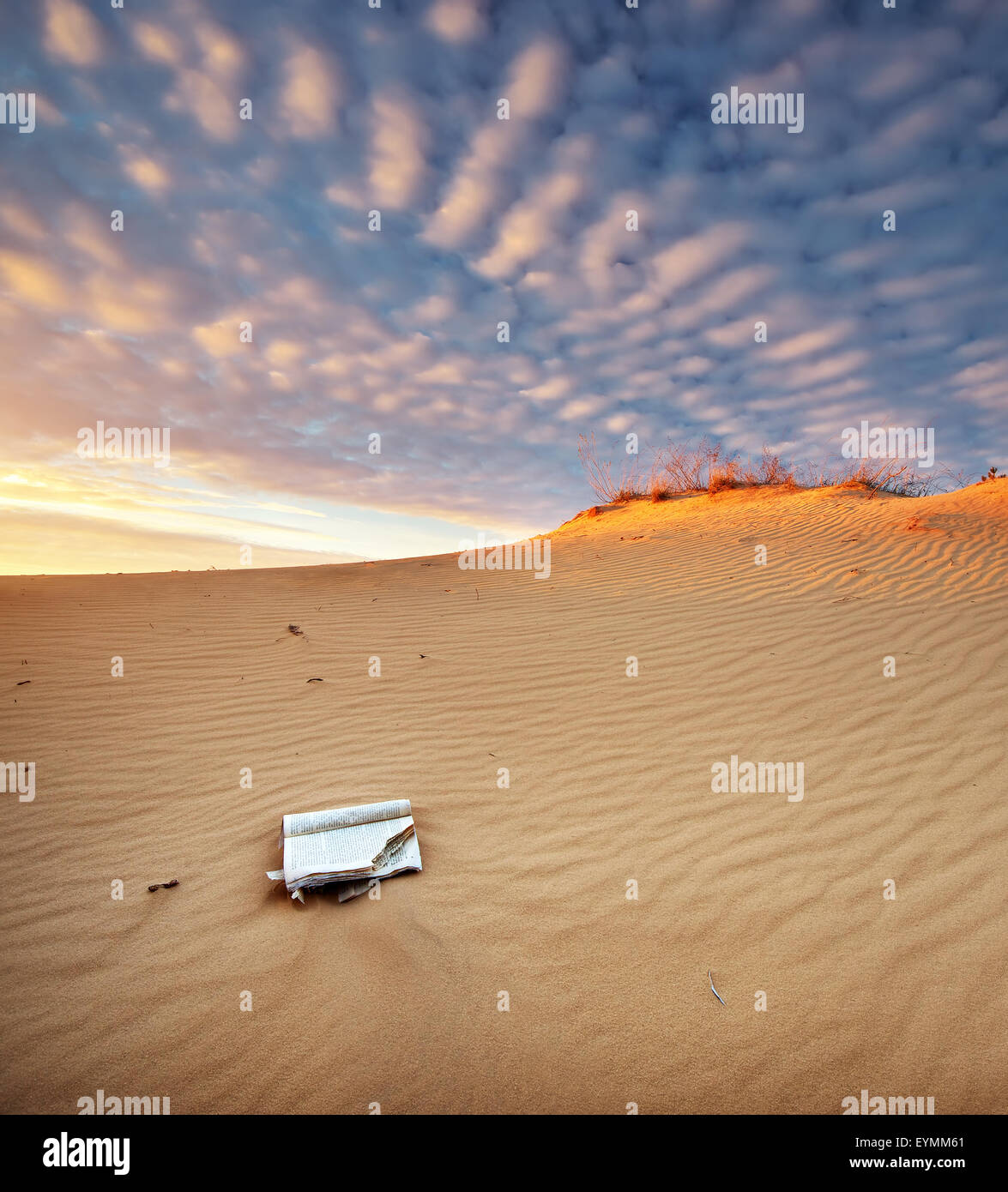 Schöne Landschaft in der Wüste.  Zusammensetzung der Natur. Stockfoto