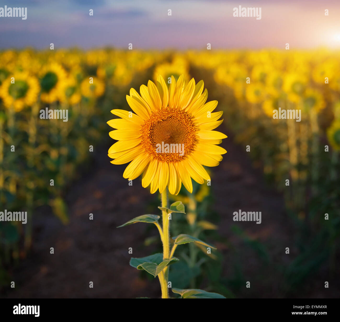 Einzelne Sonnenblume. Wiese mit Sonnenblumen. Stockfoto