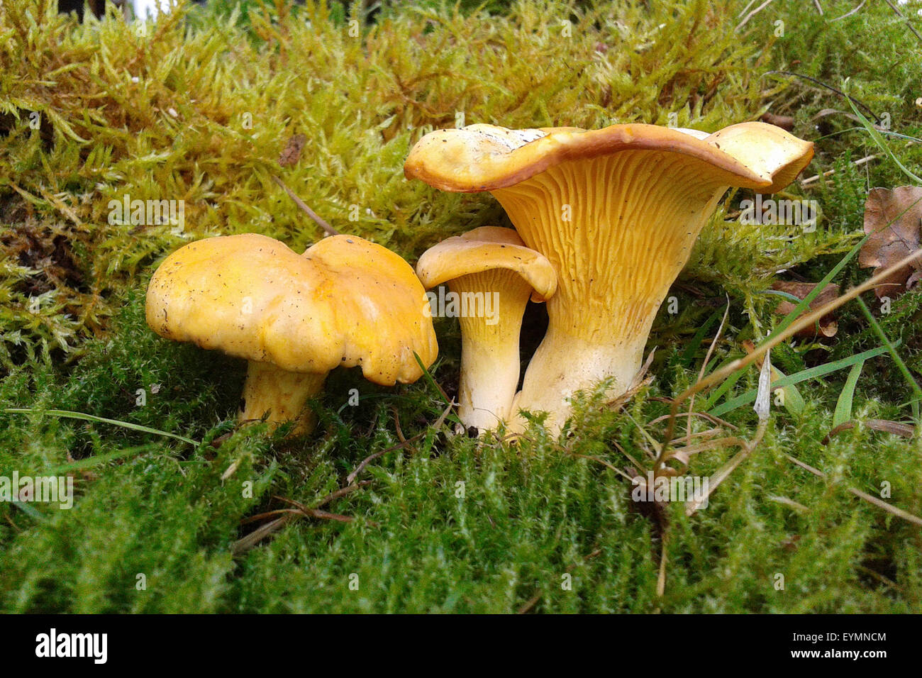 Pfifferlinge, Pfifferling, Eierschwamm, Eierschwämmen, Cibarius, Stockfoto