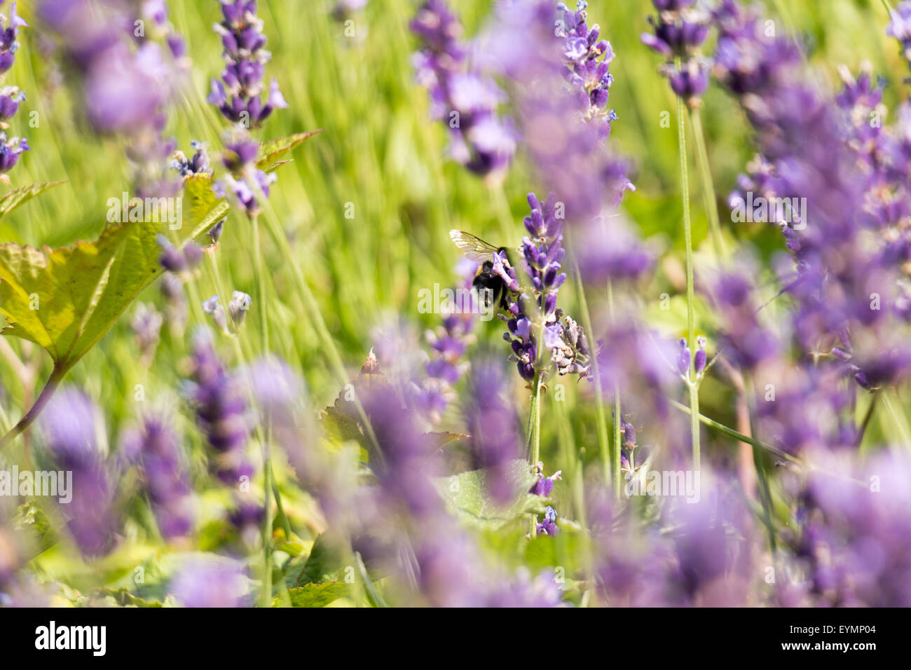 Bienen sammeln Honig im Lavendelfeld zu Hause Stockfoto