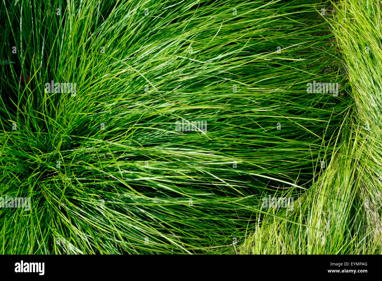 Wirbelndes Laub, The High Line, New York, NYC Stockfoto