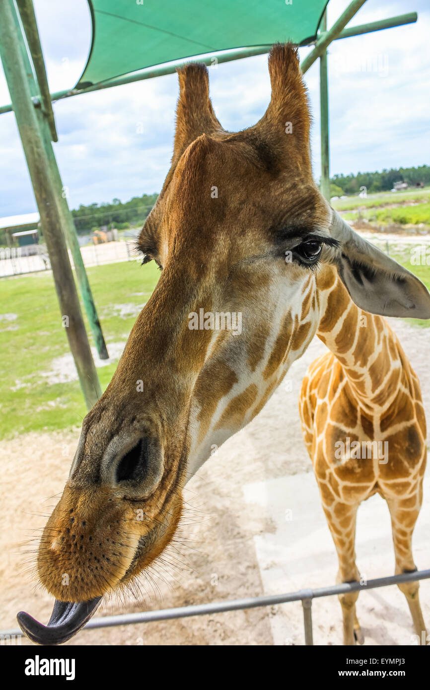 Giraffe selfie Stockfoto