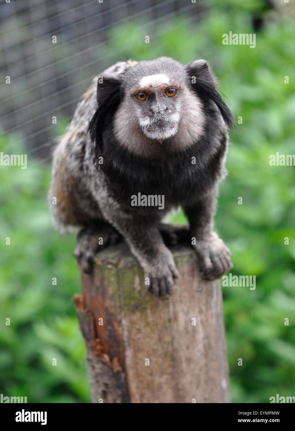 schwarzen eared marmoset Stockfoto