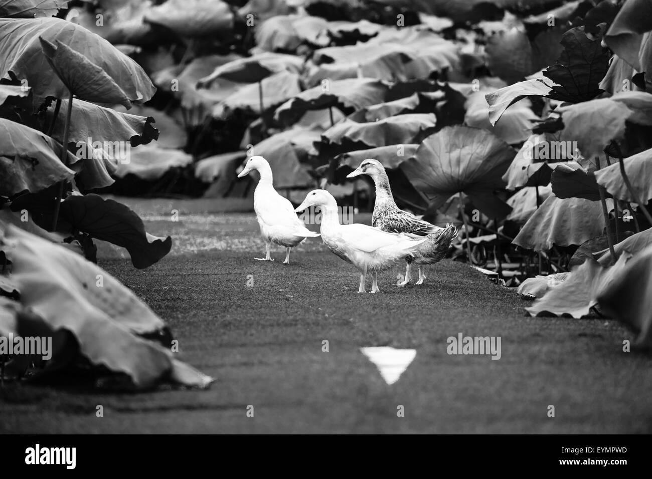 Bar-Garten in der Nähe von West-See in Hanoi, Vietnam am 25. Juli 2015 Stockfoto