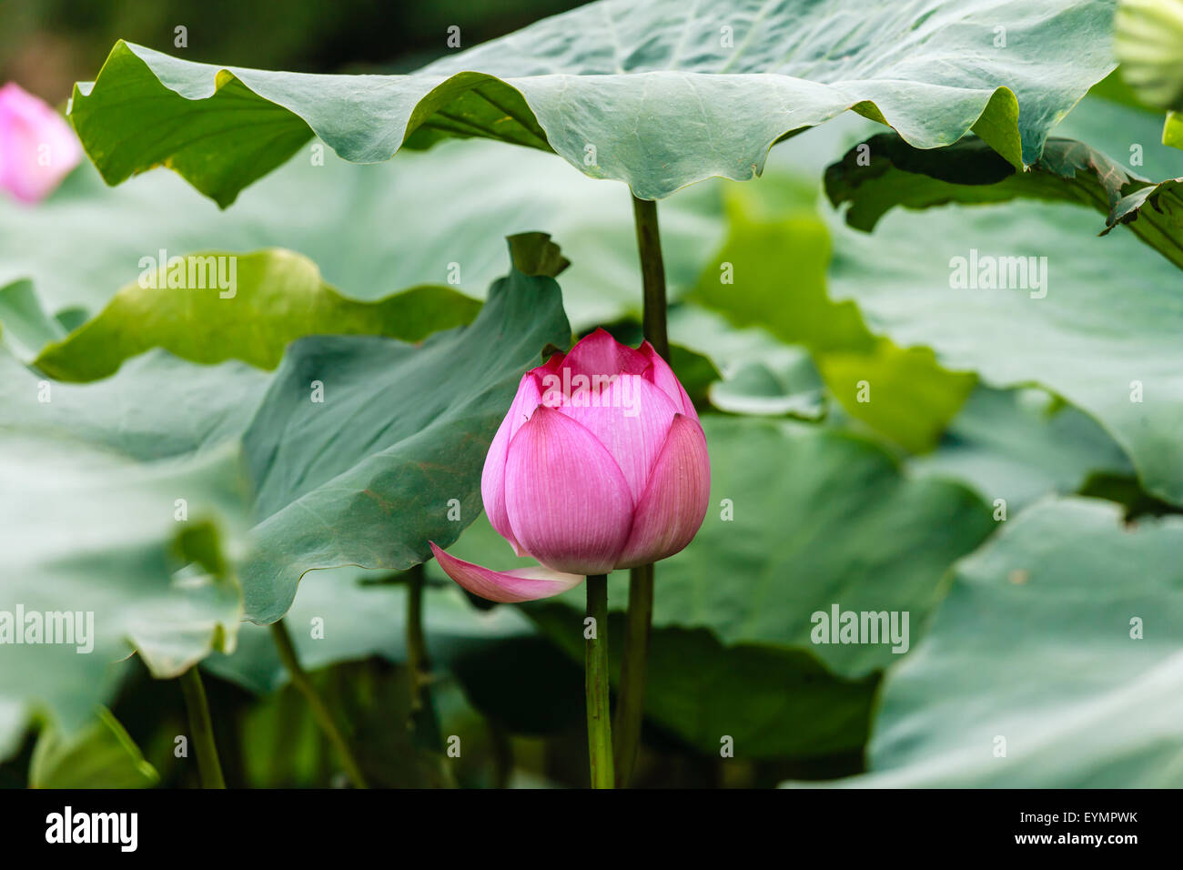 Lotus in hanoi vietnam Fotos und Bildmaterial in hoher Auflösung Alamy