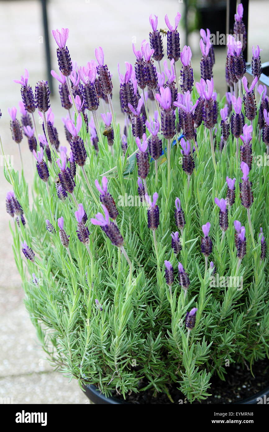 Spanisch-Lavendel oder auch bekannt als Lavandula Stoechas in einem Topf Stockfoto