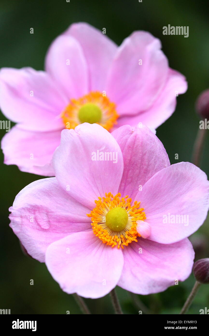 Japanische Anemonen sind auch bekannt als Anemone X hybrida und Anemone Hupehensis. Stockfoto