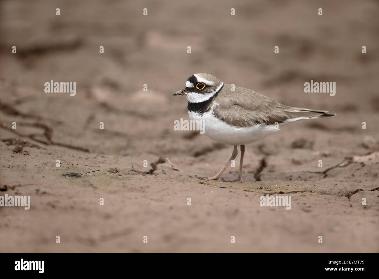 Kleinen beringt Regenpfeifer Charadrius Dubius, einzelne Vogel auf Schlamm, Warwickshire, Juli 2015 Stockfoto