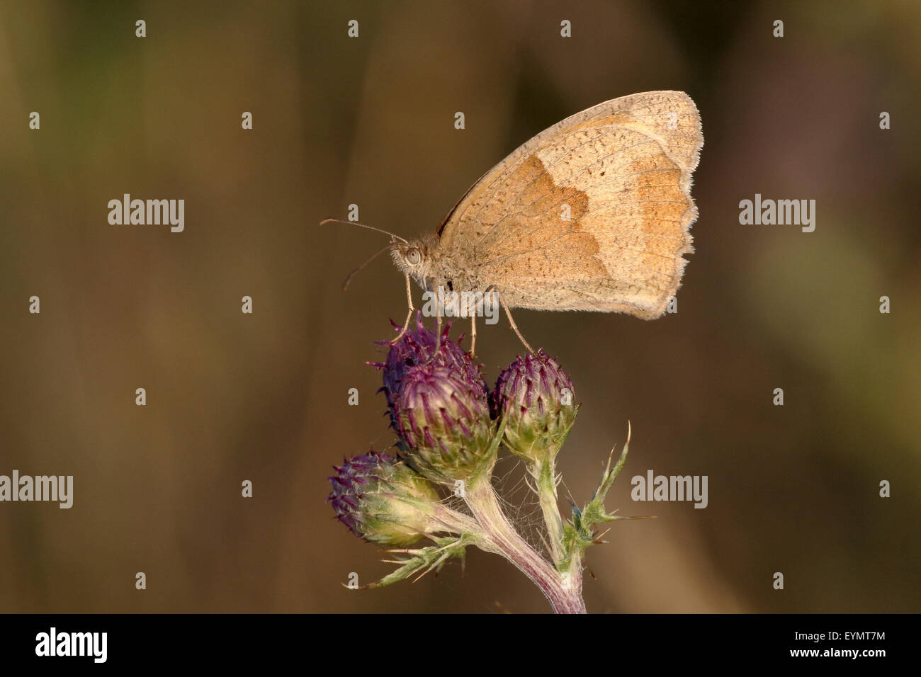 Wiese braun Schmetterling, Maniola Jurtina, einzelne Insekt, Warwicjshire, Juli 2015 Stockfoto