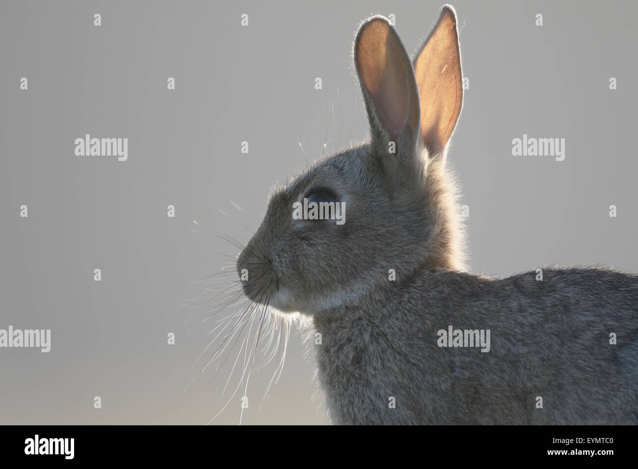 Kaninchen Oryctolagus Cuniculus, einziges Säugetier auf Rasen, Mull, Schottland, Juli 2015 Stockfoto