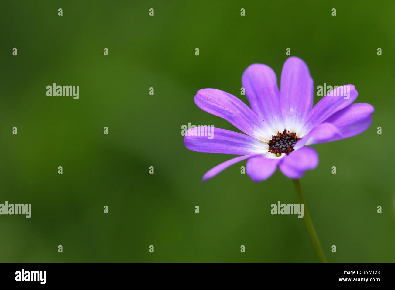 Lila Osteospermum Herbers Stockfoto