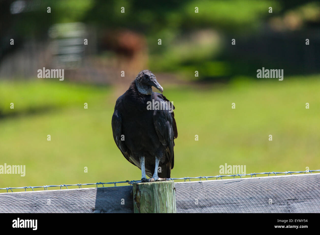 Mönchsgeier (Coragyps Atratus), Erwachsene thront, Lancaster County, PA USA. Stockfoto