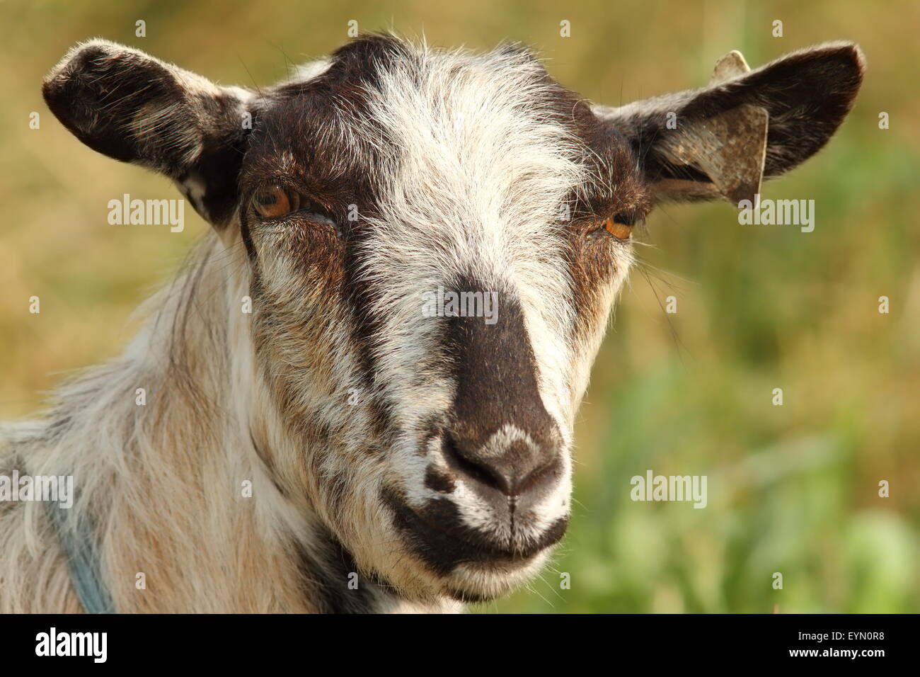 Porträt der gestreifte Ziege Blick in Richtung Kamera auf grünem Hintergrund Stockfoto