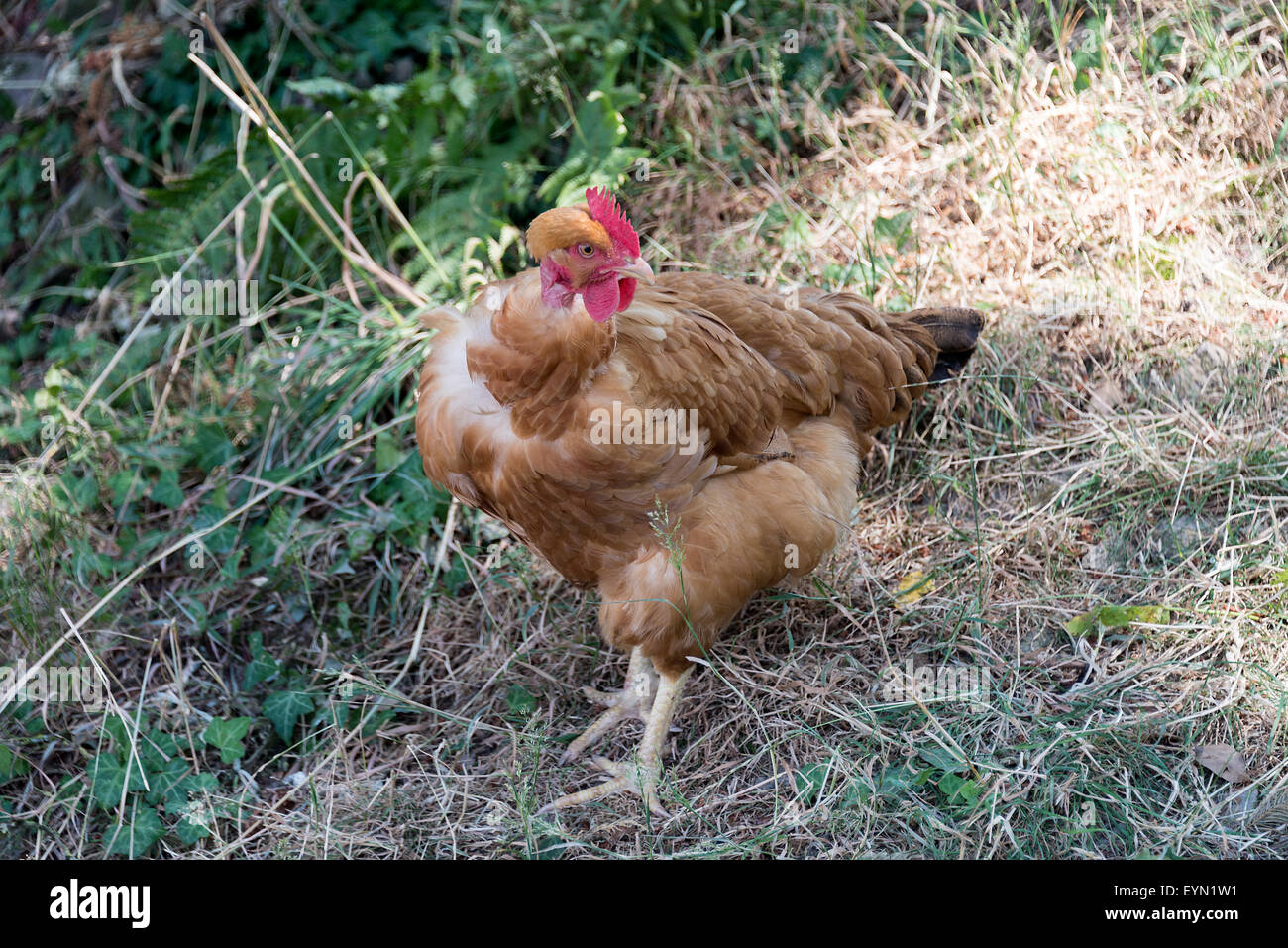 Eine freie Auswahl Henne mit braun Gefieder auf einem Bauernhof in der Nähe von Riepeyroux Midi-Pyrenäen Frankreich Stockfoto