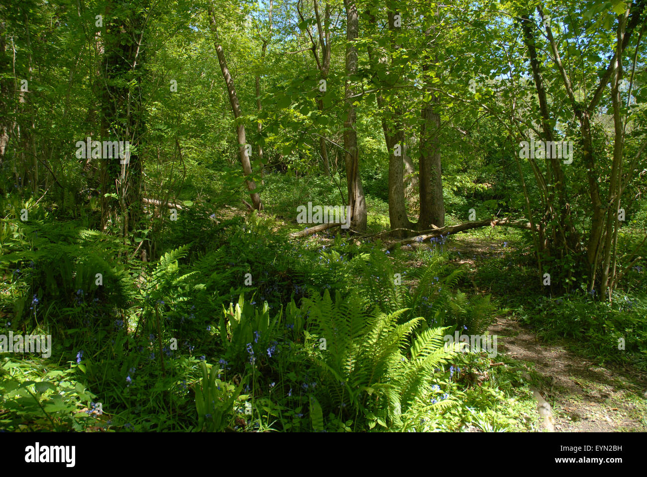 Thorncombe Holz Nature Reserve, alten Wald angrenzend an Hardys Cottage und Geburtsort, in der Nähe von höhere Bockhampton, Dorset Stockfoto