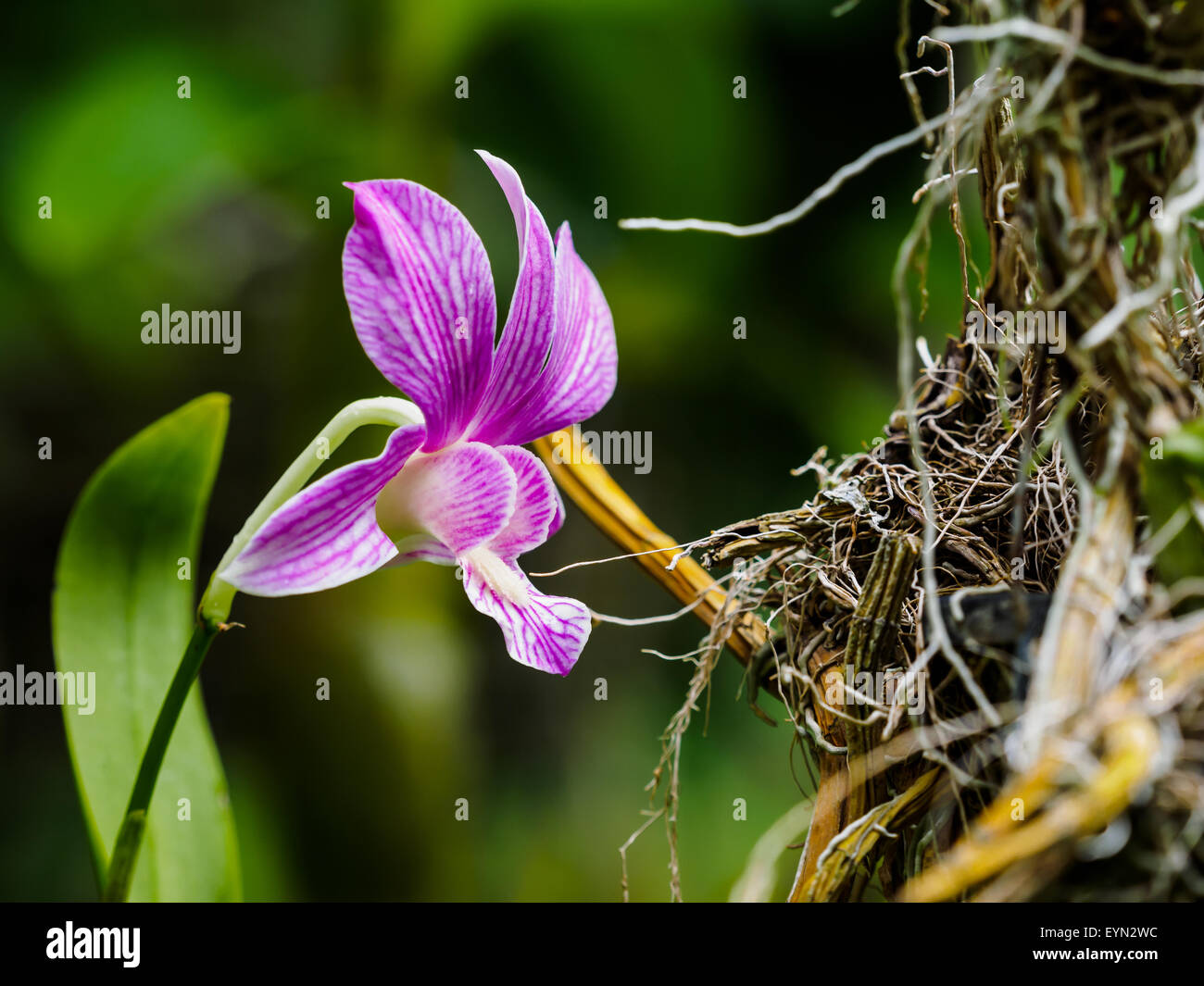 Einfachhybride Dendrobium Orchidee Blume mit Blatt, selektiven Fokus Stockfoto