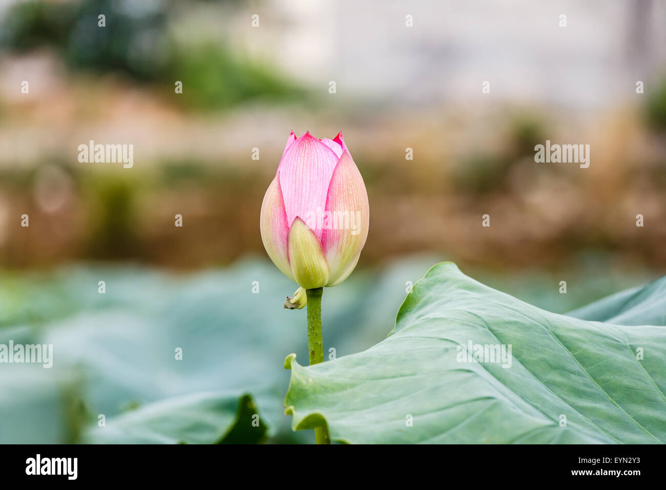 Lotusblüten in Teich in Hanoi, Vietnam Stockfotografie Alamy