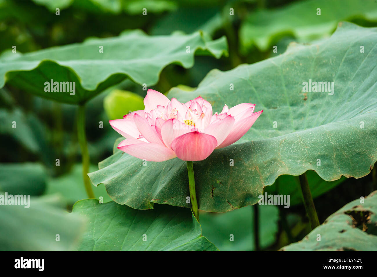 Lotusblüten in Teich in Hanoi, Vietnam Stockfoto