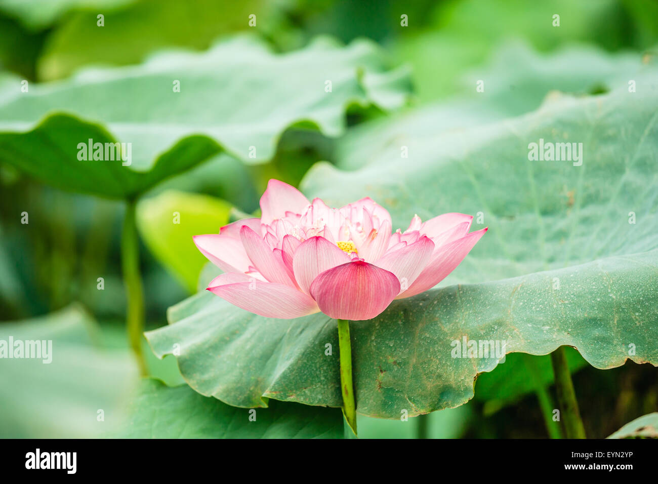Lotusblüten in Teich in Hanoi, Vietnam Stockfoto