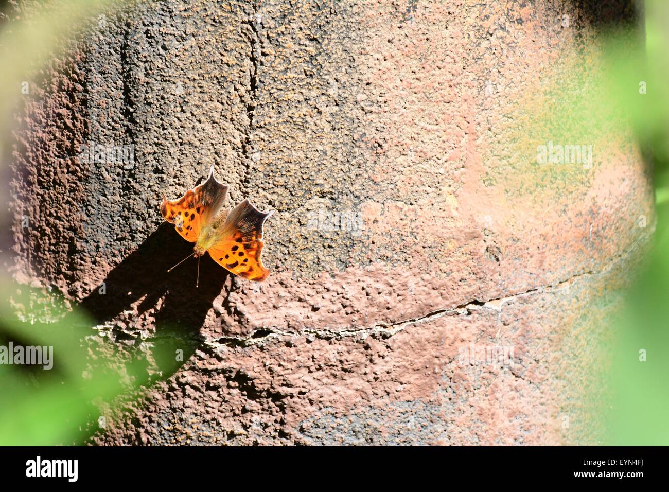 Fragezeichen-Schmetterling auf Ausstellung - New Mexico - USA Stockfoto