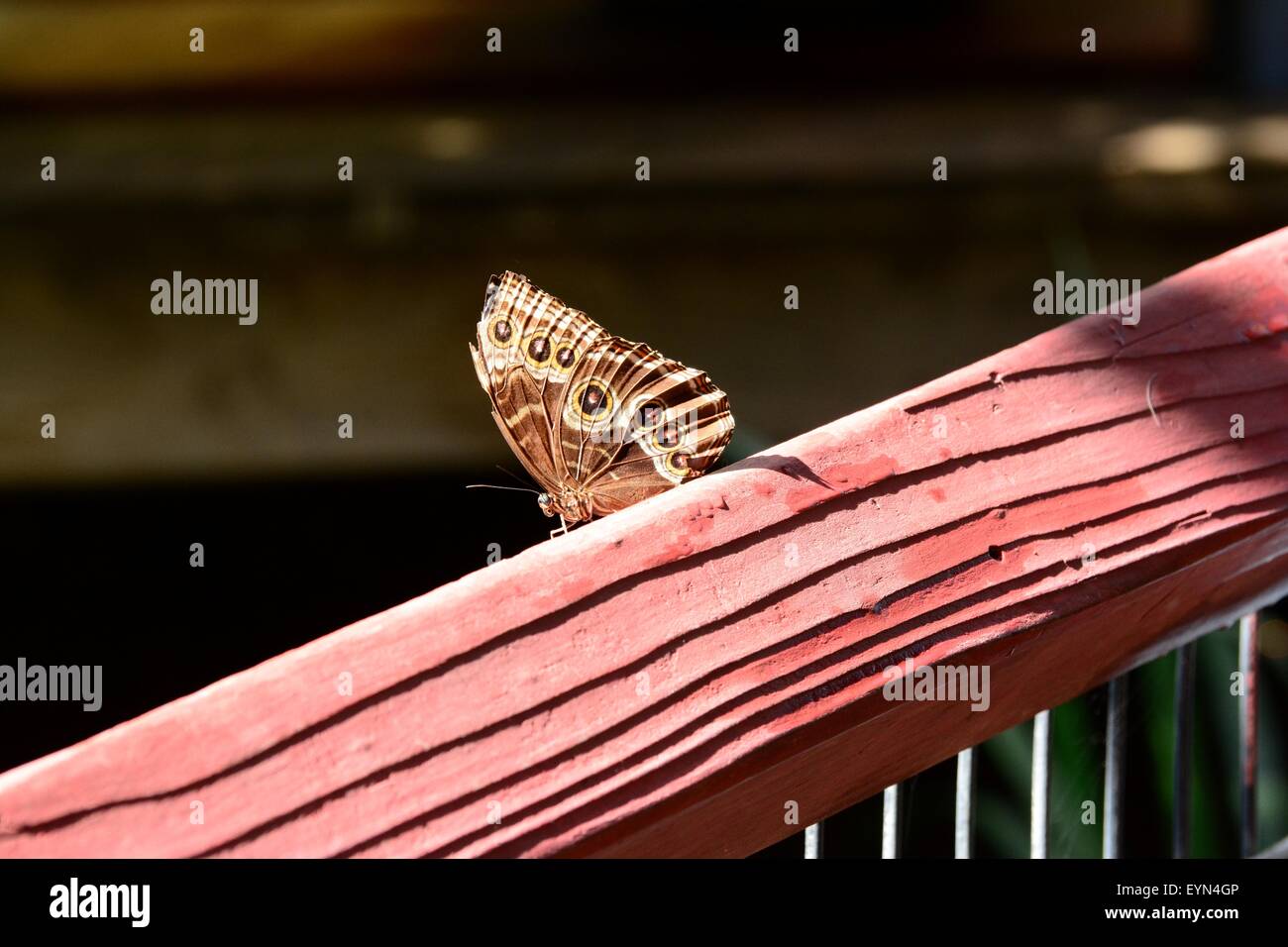 Eule Schmetterling am Geländer. Stockfoto