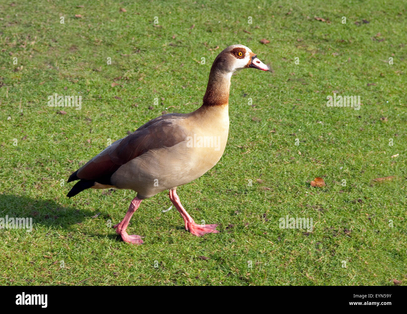 Nilgans, Alopochen aegyptiacus Stockfoto