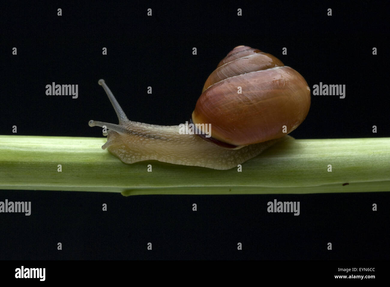 Schnirkelschnecke, Capaea, Nemoralis, Stockfoto