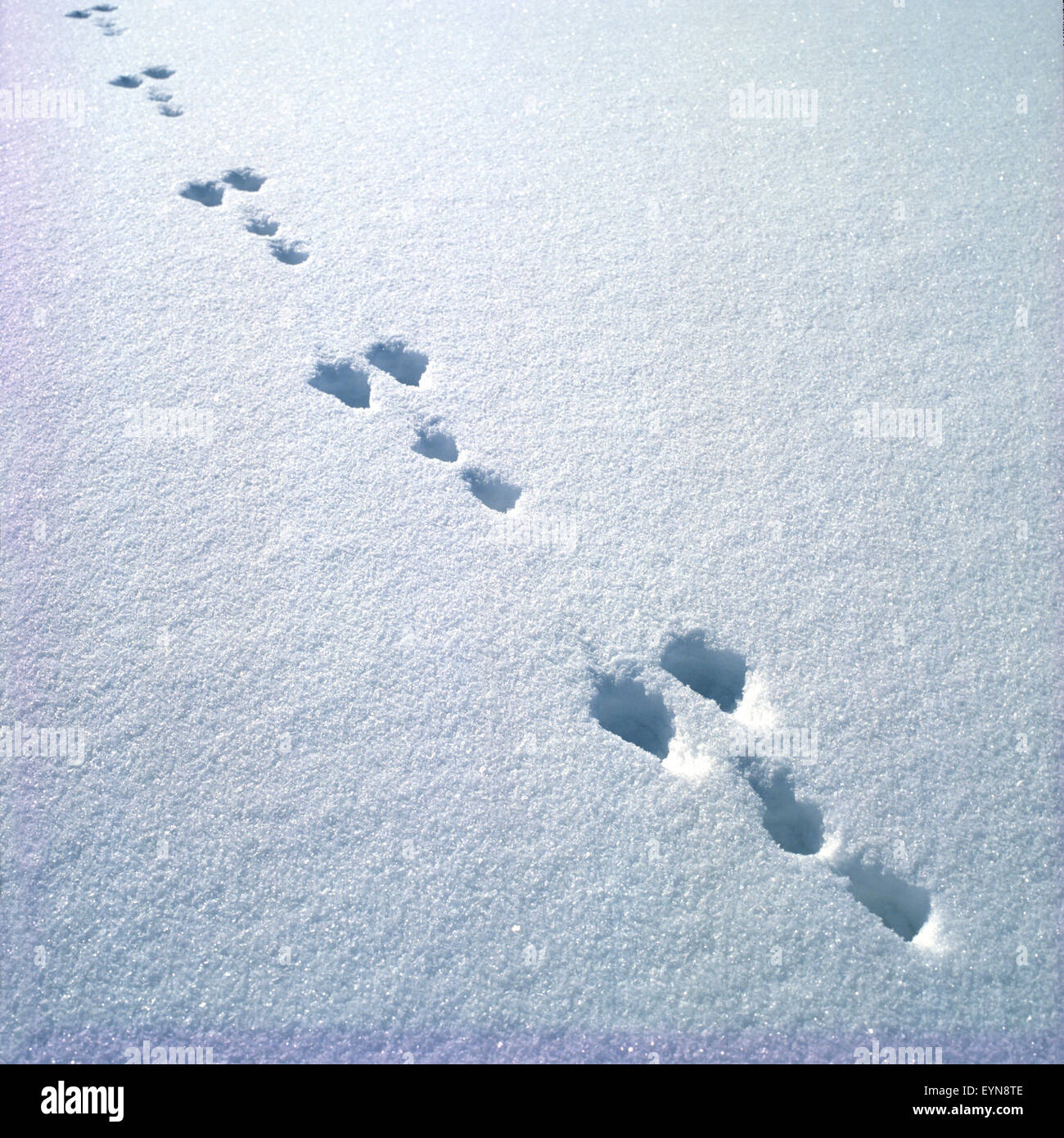 Hasenspur, Winter, Im Schnee,- Stockfoto