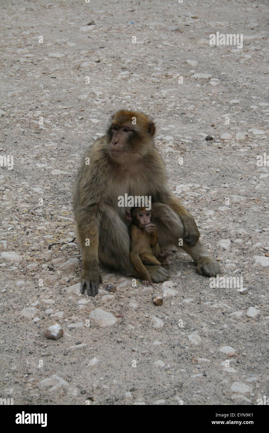 ein Affe der Mutter und ihrem Baby Affen in Azur, Marokko Stockfoto