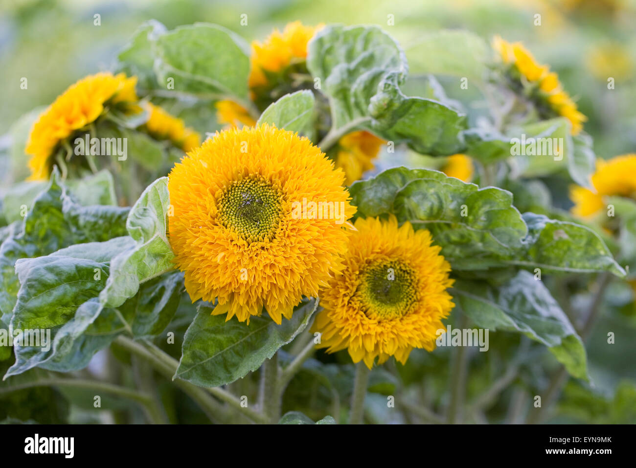 Helianthus Annuus. Sonnenblume "Sunshot Golds gemischten" im Garten. Stockfoto