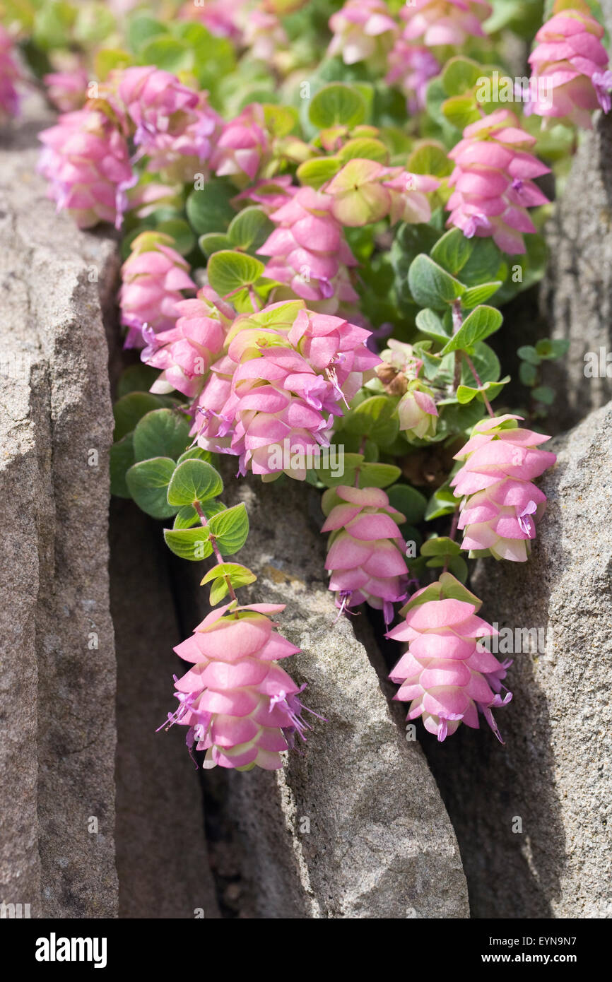 Origanum "Barbara Tingey" Blumen wachsen in einem Steingarten. Stockfoto
