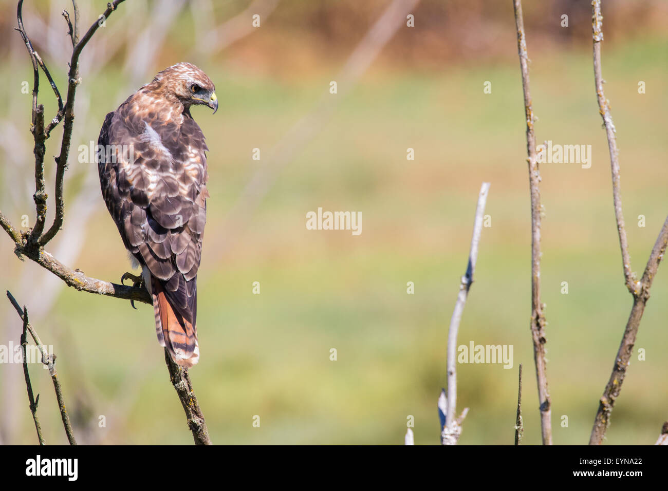Ein rot - angebundener Falke sitzt auf einem Toten Ast auf der Suche nach Beute. Stockfoto