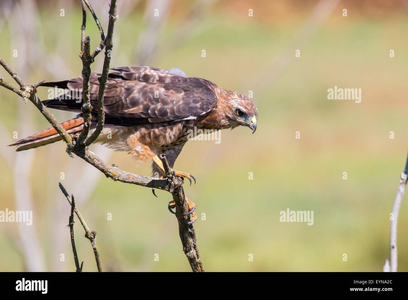 Ein rot - angebundener Falke sitzt auf einem Toten Ast auf der Suche nach Beute. Stockfoto