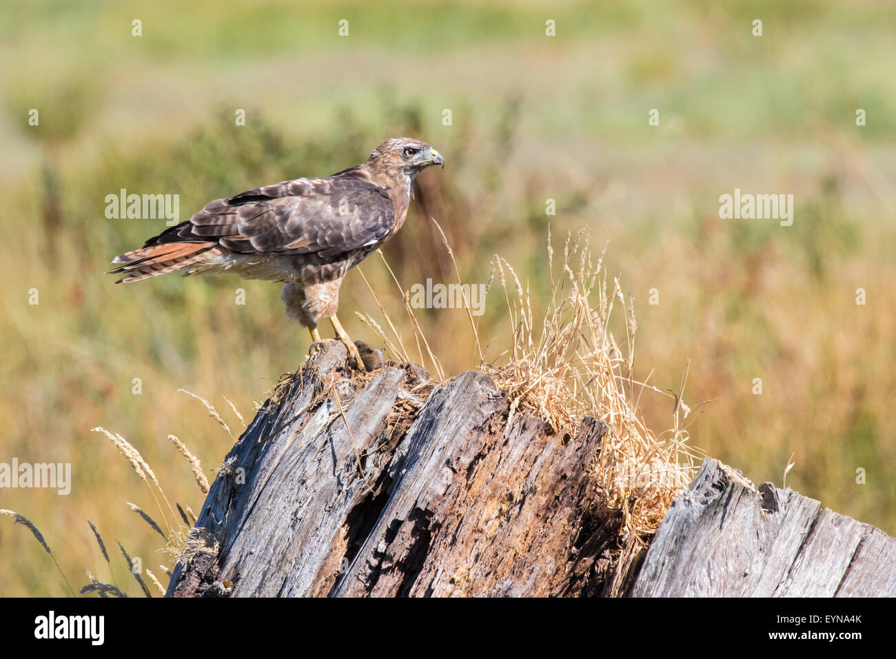 Ein rot - angebundener Falke thront auf einem abgestorbenen Baum. Stockfoto