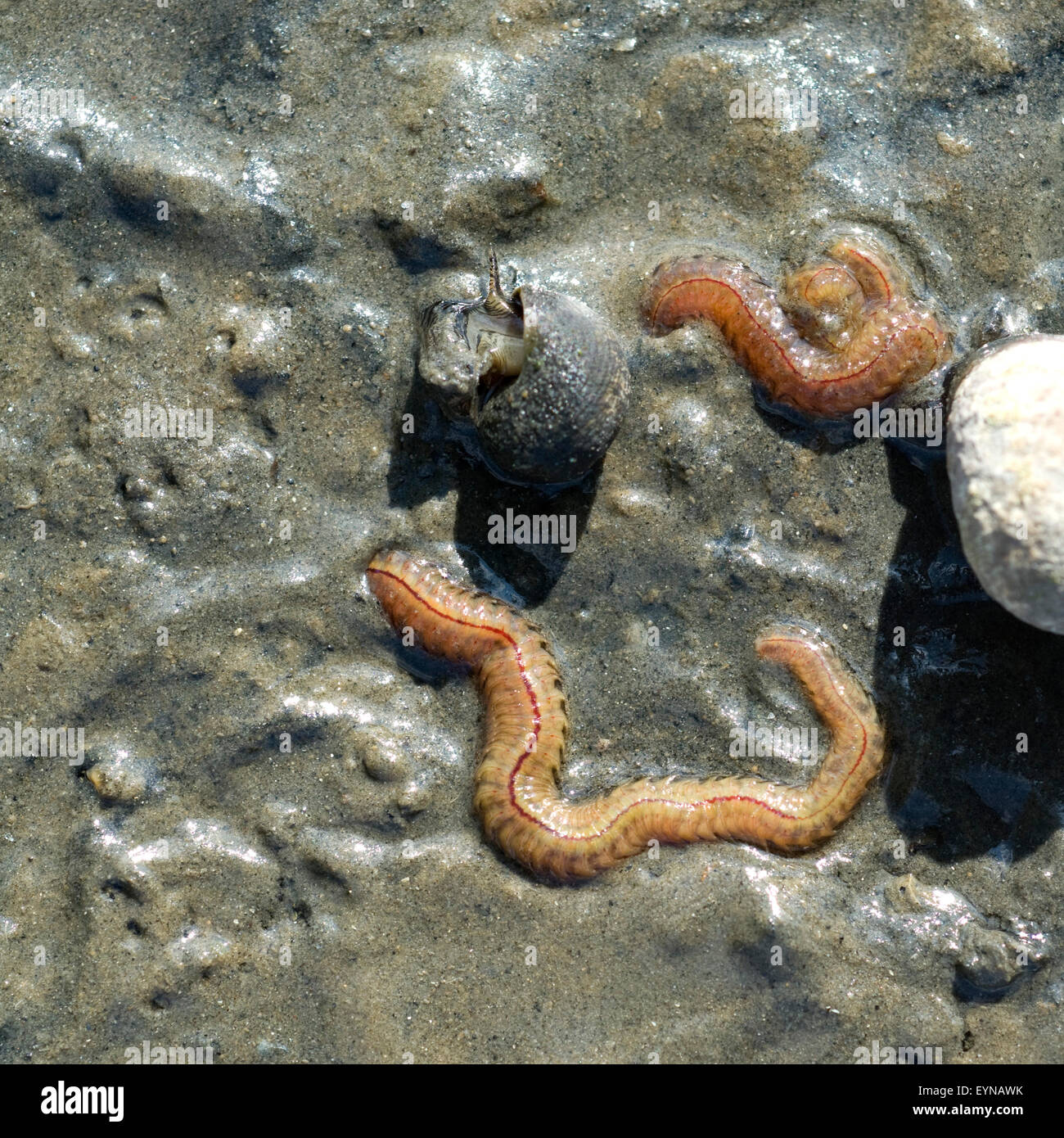 wattwurm-interpretation-marina-stockfotografie-alamy