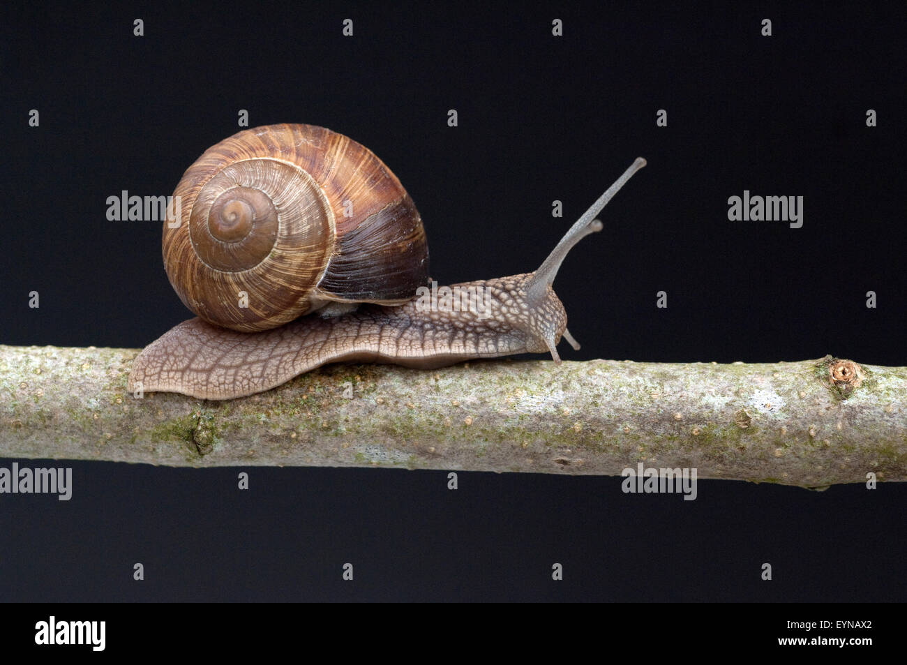 Weinbergschnecke Helix Pomatia, Schnecke, Stockfoto