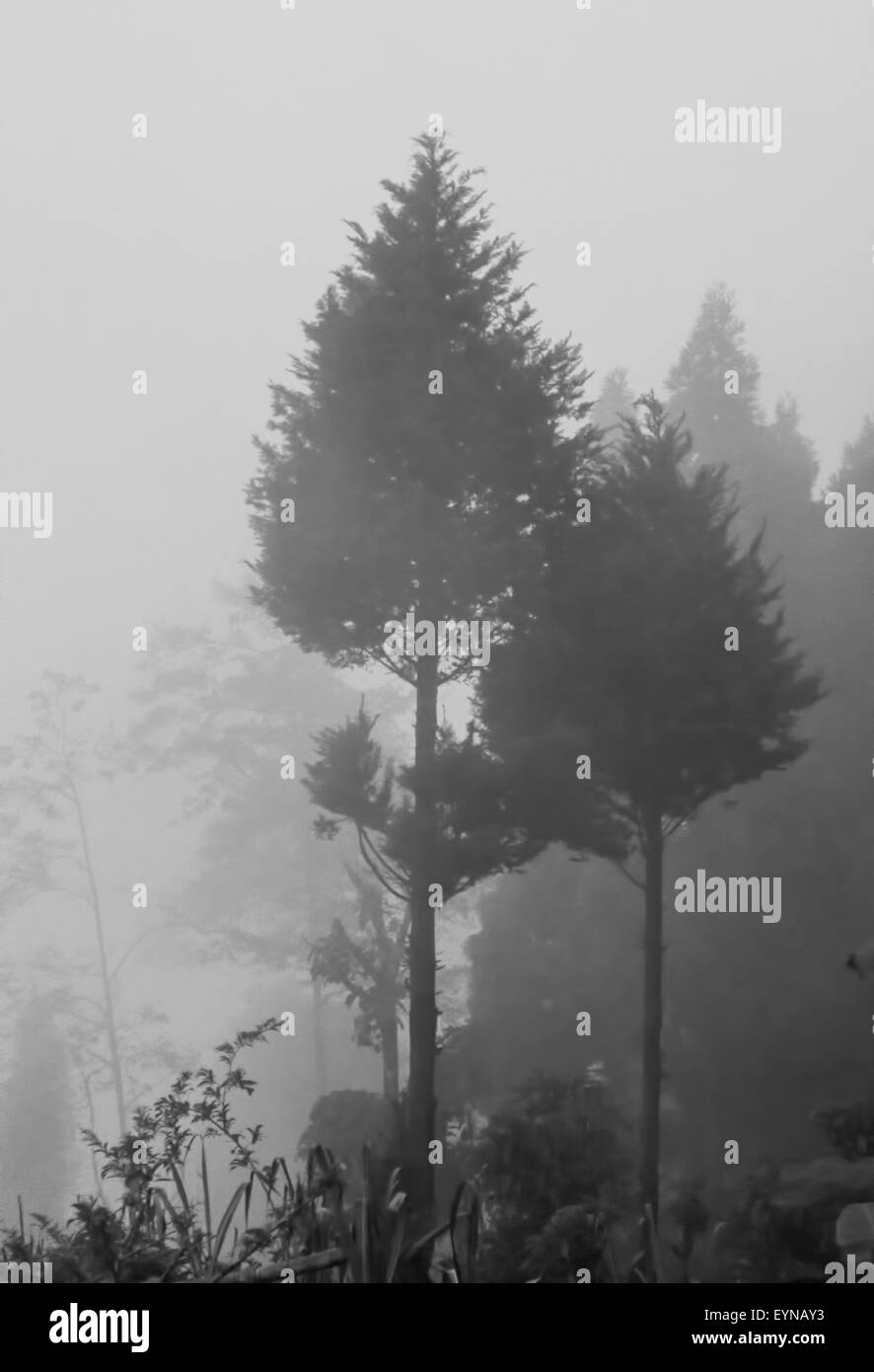 Pinien zu kopieren, wie durch Nebel und Dunst, Raum Stockfoto