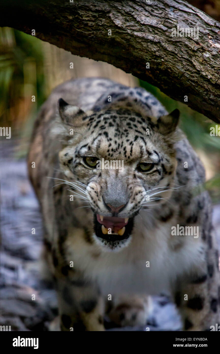 Reservieren Sie Port Lympne, Lympne, Kent - 1 Aug 2015.im Zuge der Cecil dem Löwen Tod wie wichtig ist es für Exspose Kleinkinder Tier behält sich vor, lehrt sie die Importants Widelife Erhaltung. Stockfoto