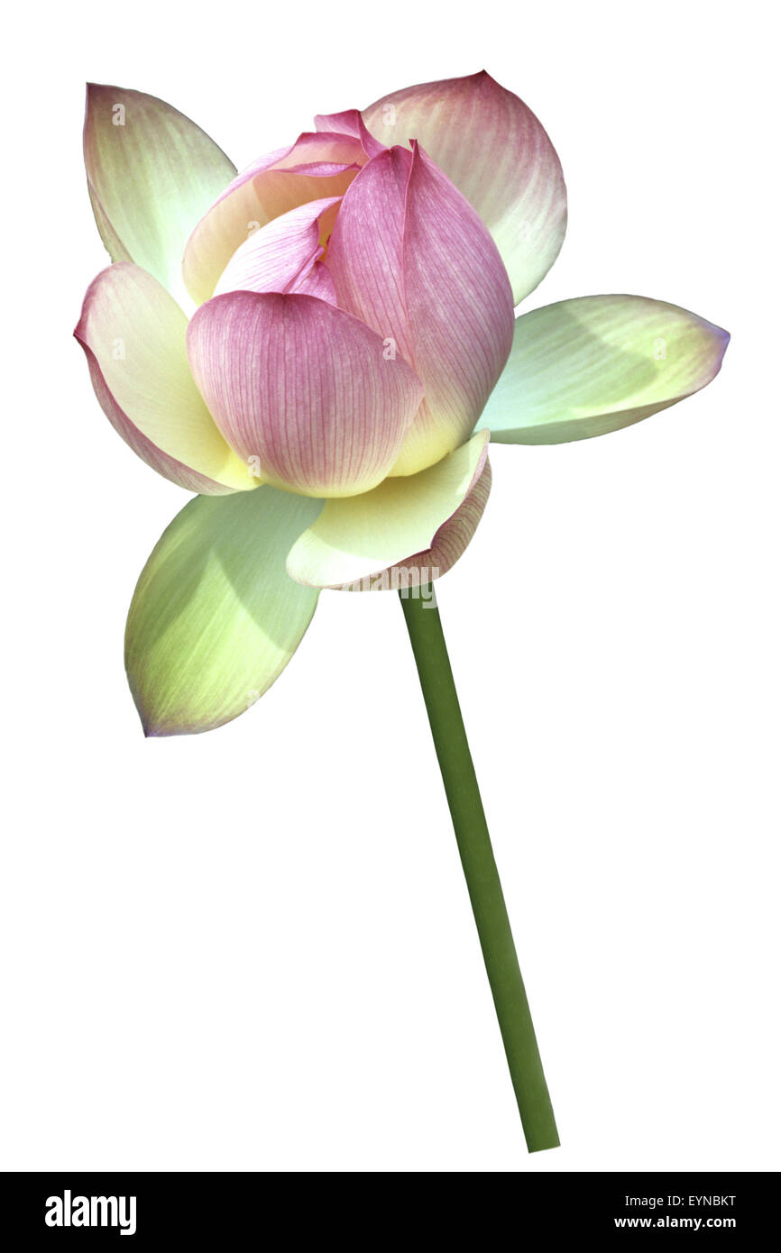 Lotosblume; Lotusblumen; Lotus Nucifera; Stockfoto