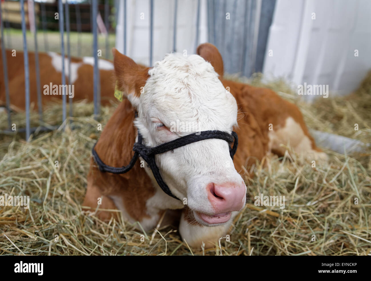 weiße braune Kalb Verlegung auf Heu, Landwirtschaft Viehzucht Konzept, Nahaufnahme Stockfoto