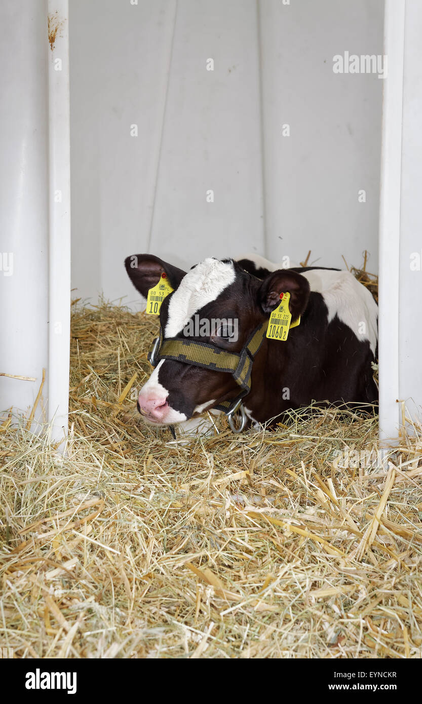 schwarz weiße Kalb Verlegung auf Heu, Landwirtschaft-Viehzucht-Konzept, Stockfoto