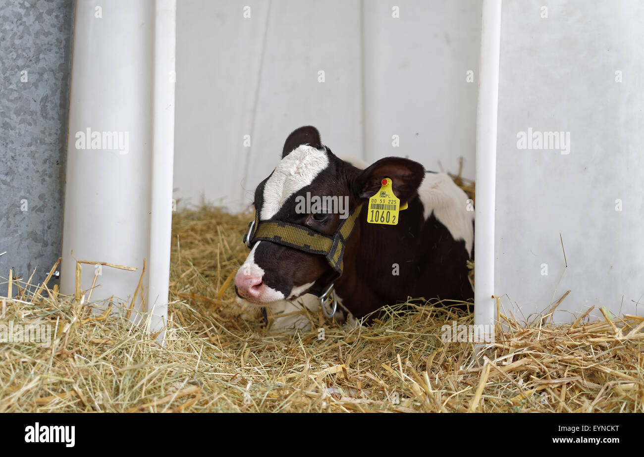 schwarz weiße Kalb Verlegung auf Heu, Landwirtschaft-Viehzucht-Konzept, Stockfoto