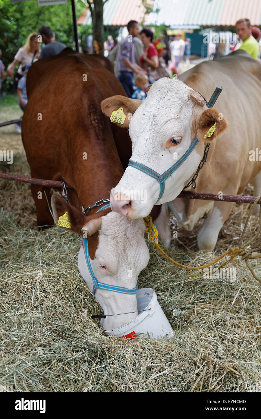 Kuh am Bauernhof-General Viehzucht Rinder Konzept Stockfoto