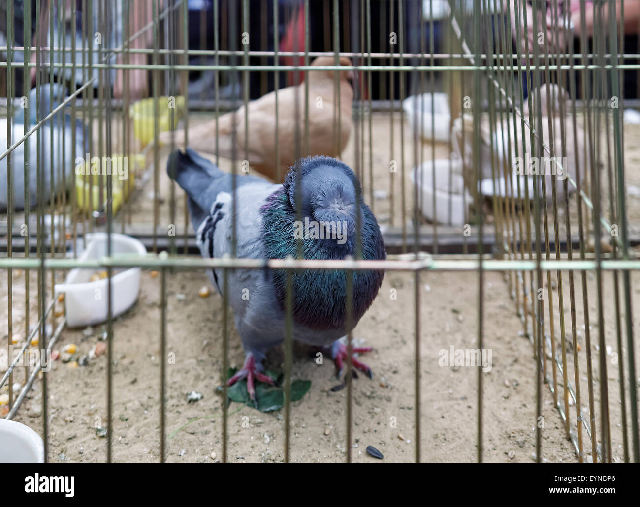 Doppelte Crested deutschen Trompeter Taube im Stahlkäfig auf Straße zeigen in Boguchwala, Rzeszow, Podkarpackie, Polen. Stockfoto