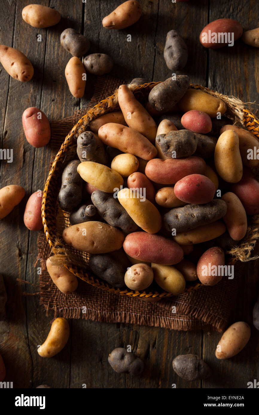 Rohe organische Fingerling Kartoffeln in einem Korb Stockfoto